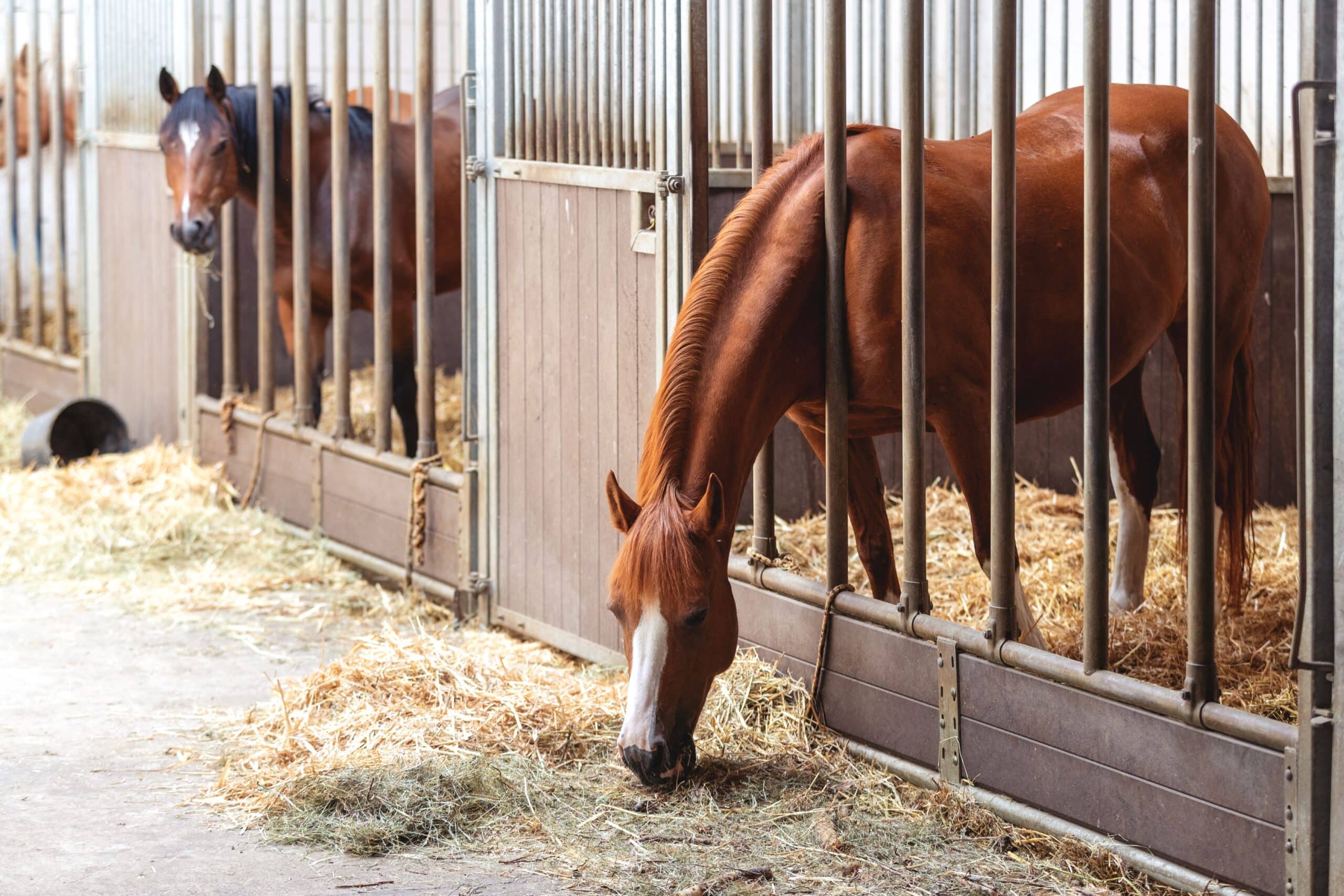 A horse stands in the stable and eats hay from the floor
