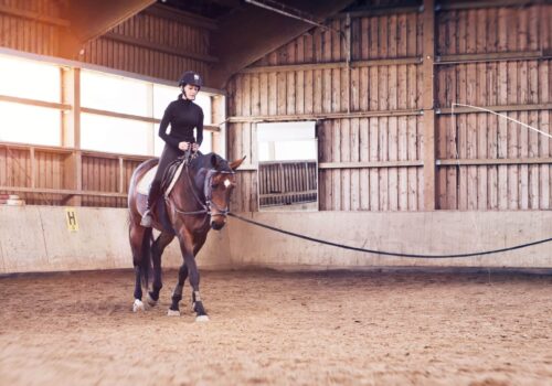 Embarking on the Equestrian Journey: Insights for Beginners and Prospective Horse Buyers